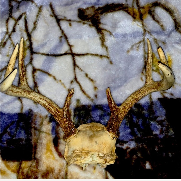 6-8 Point Deer Rack Great for Mounting in Man Cave - Picture 7 of 16